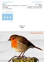 Robin Christmas Card