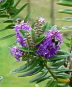 Bee on a Hebe in Vie Tullochs Garden, Gallochille, the Isle of Gigha