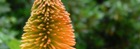 Kniphofia, Torch Flower, achamore gardens, the Isle of Gigha