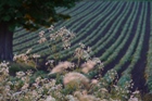 Farmland, St Germains, Longniddry, East Lothian