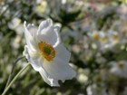 Japanese Anemone. Anemone x hybrida. In the garden at Brousse le chateau