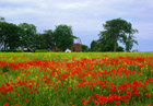 Poppies in Aberlady, East Lothian