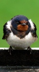 Swallow on my roof in East Lothian