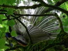 Peacock up a tree in Achamore Gardens on the Isle of Gigha