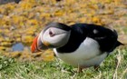 Puffin on the Treshnish Isles near Iona and the Isle of Mull