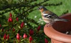 Male Chaffinch at Ardeonaig, Loch Tay