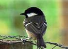 Coaltit on the Isle of Gigha