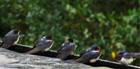 Swallows in East Lothian just before they migrate to Africa