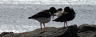 An Oystercatcher couple, tarting themselves up for a night out in Achiltibuie