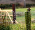 A Dunnock on the Isle of Gigha