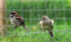 Sibling Sparrows on the Isle of Gigha