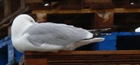 Resting Seagull on Ullapool Harbour