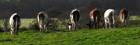 Cows on the Isle of Gigha