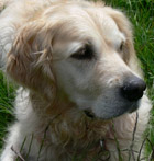 Breagh, a gorgeous Golden Retriever