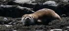 Otter at Tigh na Cloinne near Achiltibuie overlooking the Summer Islands