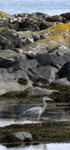 Heron at the North End on the Isle of Gigha