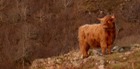 Highland Cow on the Isle of Mull