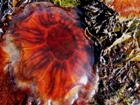 Lion's Mane Jellyfish. Cyanea capillata