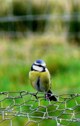 Blue Tit on Gigha