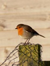 A Robin on Gigha