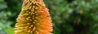 Flowers,Gardens and Trees